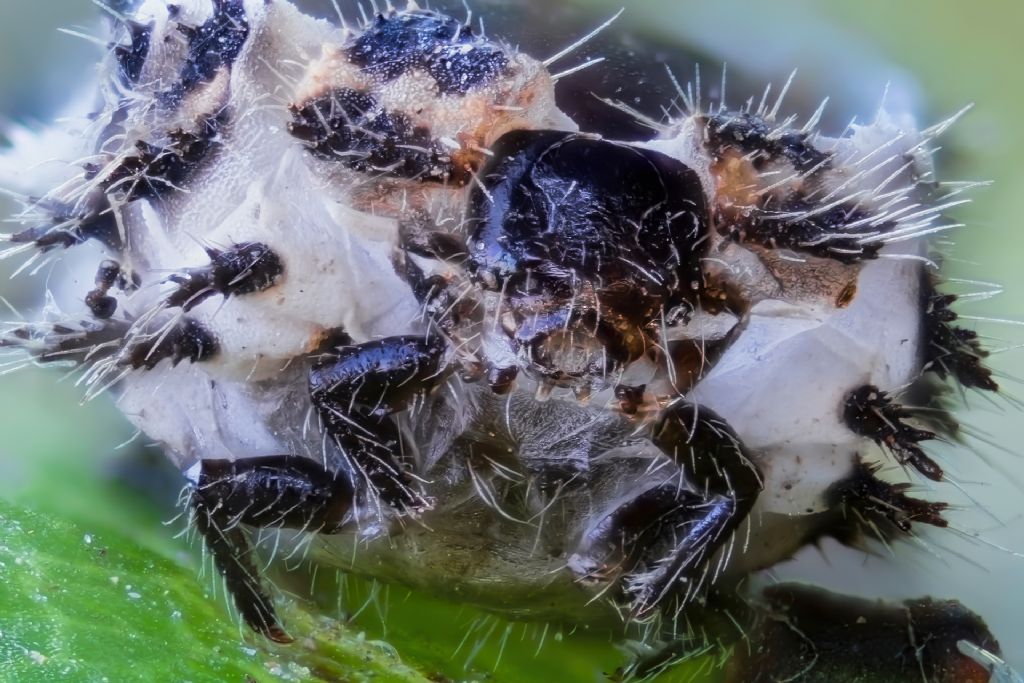 Pupa di Coccinellidae sp.